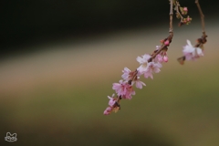 冬の桜
