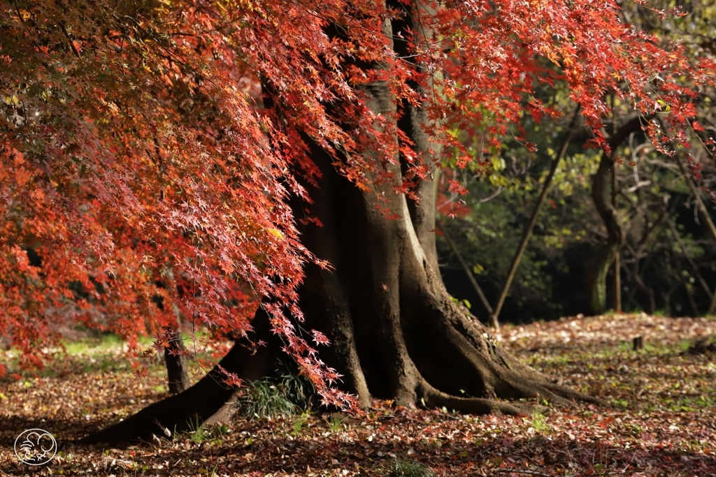 御苑の紅葉 －８