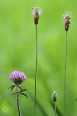夏の道草