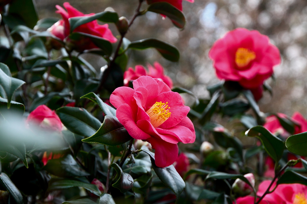 われは春の花なり