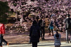 桜楽しむ人と人