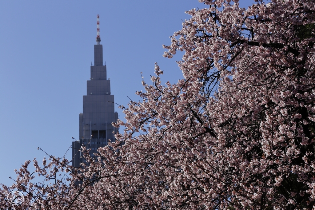 桜の塔