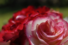 ダブル・デライト