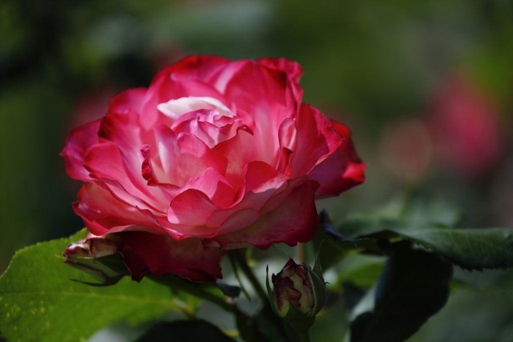 ジュビレ・デュ・プリンス・ドゥ・モナコ