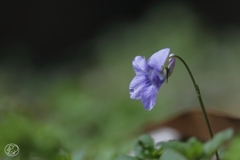 小さくても春の花　２０