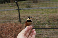 やってきました