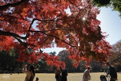 公園の紅葉　３