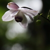 やすらぎの花