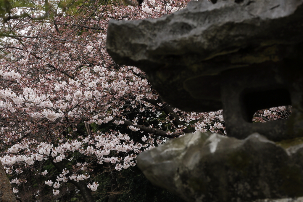 静かに華やぐ