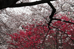 御苑の桜　３