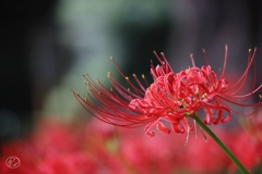 秋華　６