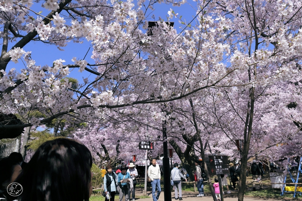 今年の桜も良い桜