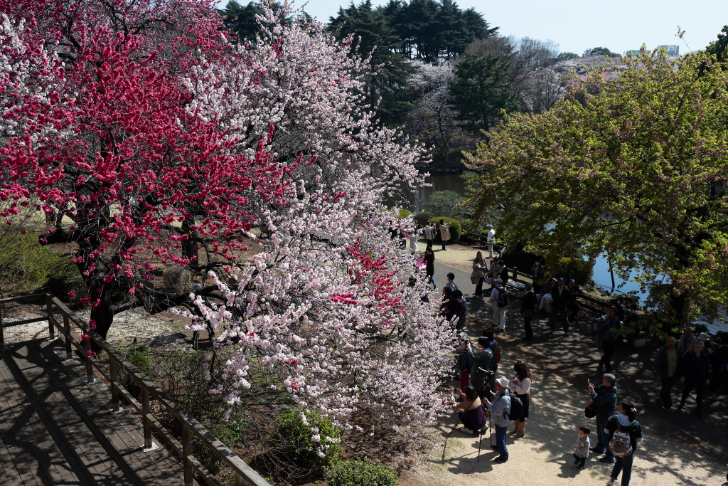 御苑の花見－３