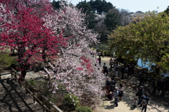 御苑の花見－３