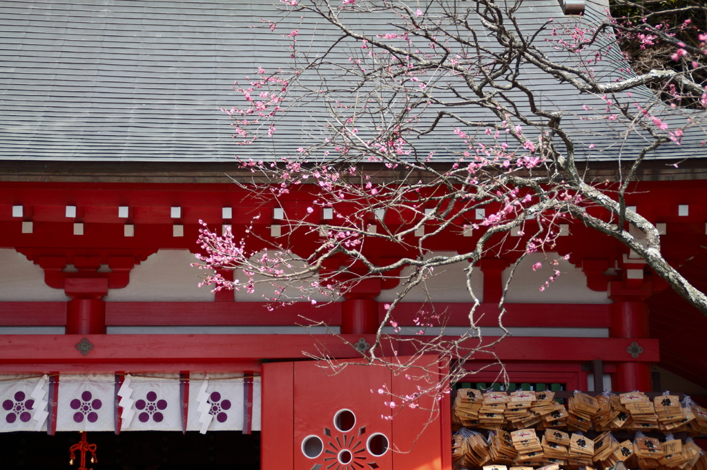 天神さんの梅