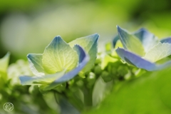 マクロで初夏の花 －５