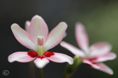 道端の花　６