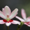 道端の花　６
