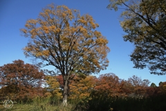 公園の秋　４