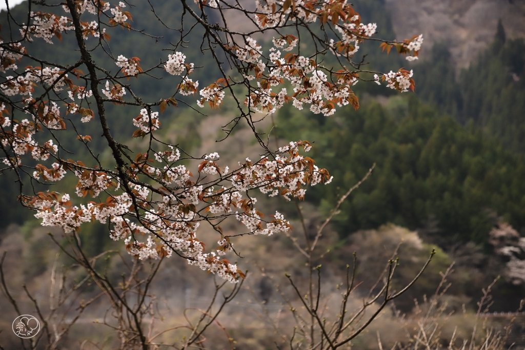 奥多摩湖の桜　７