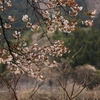 奥多摩湖の桜　７