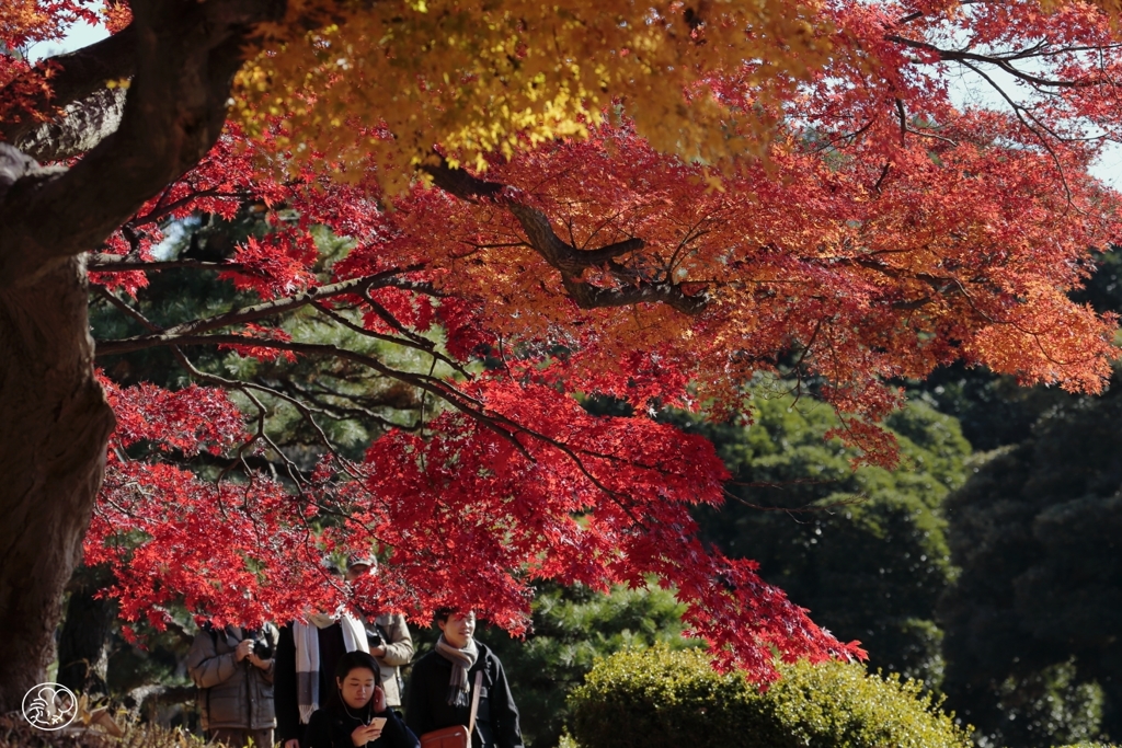 楽しき紅葉狩り