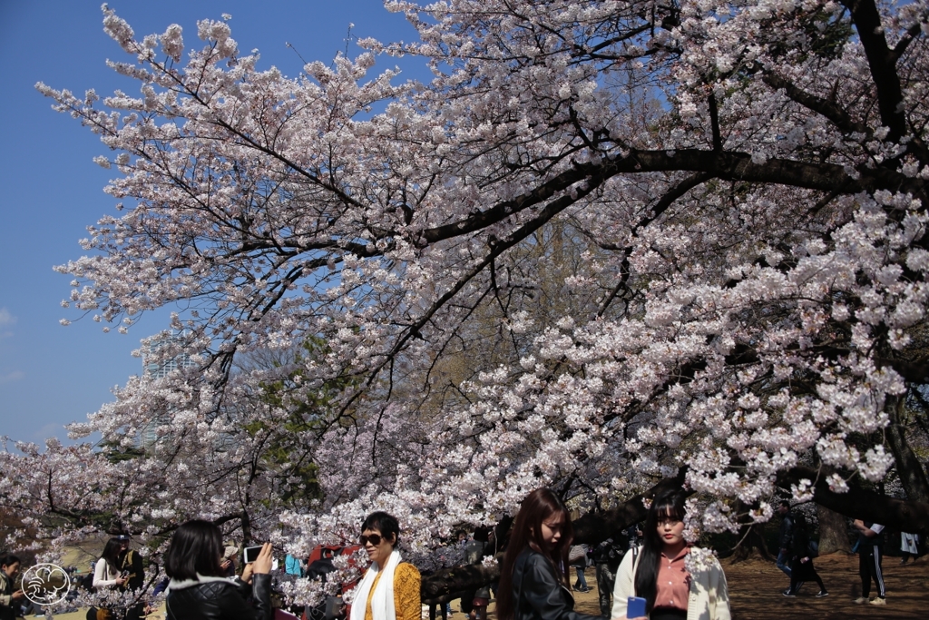 撮るも良し撮られるも良し花見客