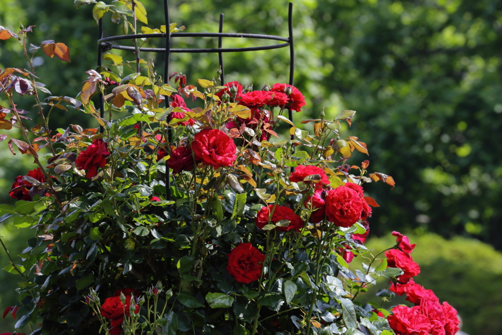 ウルメール・ムンスター