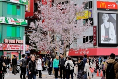 駅前広場の桜