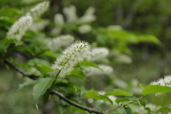 ウワミズザクラ