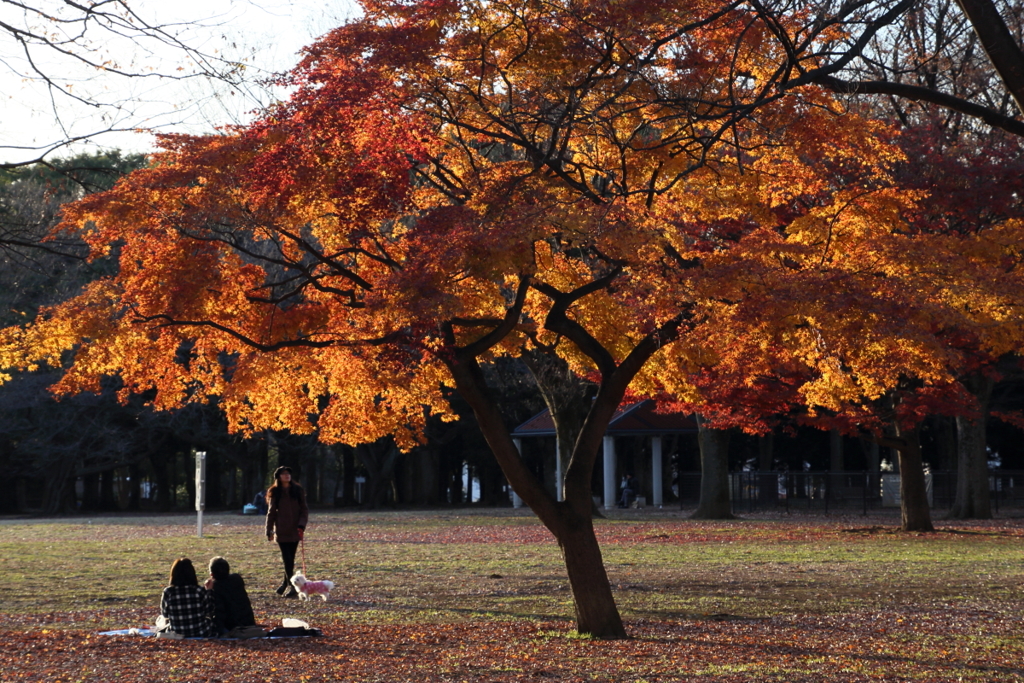 公園の残りもみじ