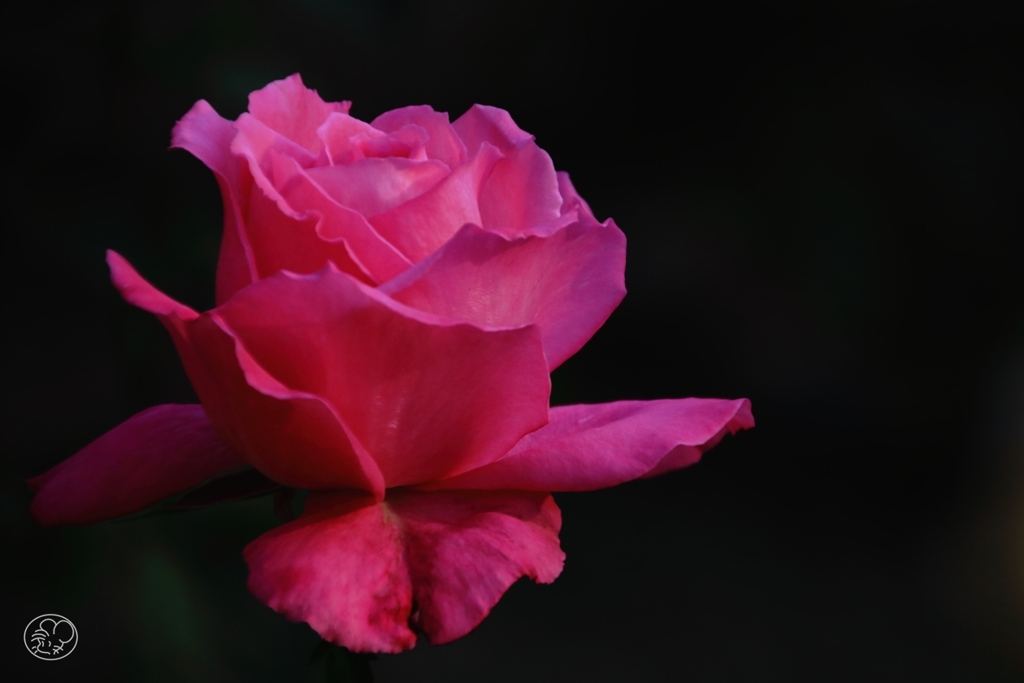 芳純　１