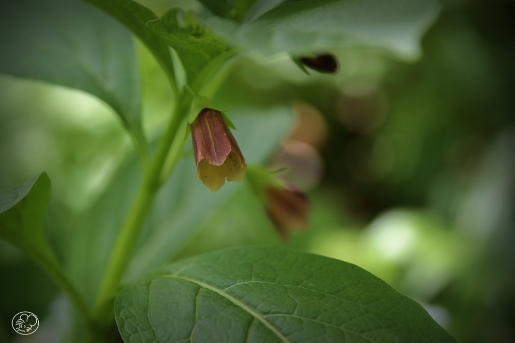 その色を 恥じるがごとく うつむくは 白さを競う 花多ければ