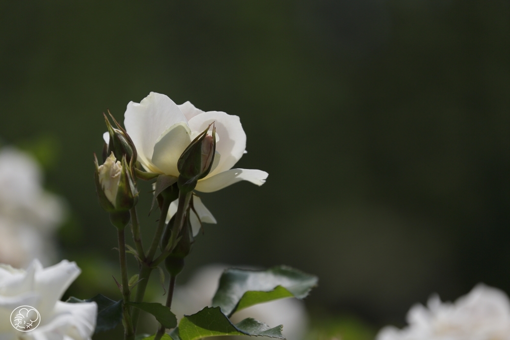 新宿御苑のバラ　３