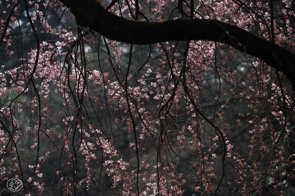 御苑の桜