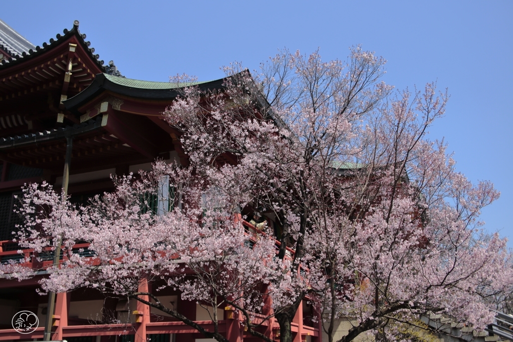 枝ぶりも良し花も良し