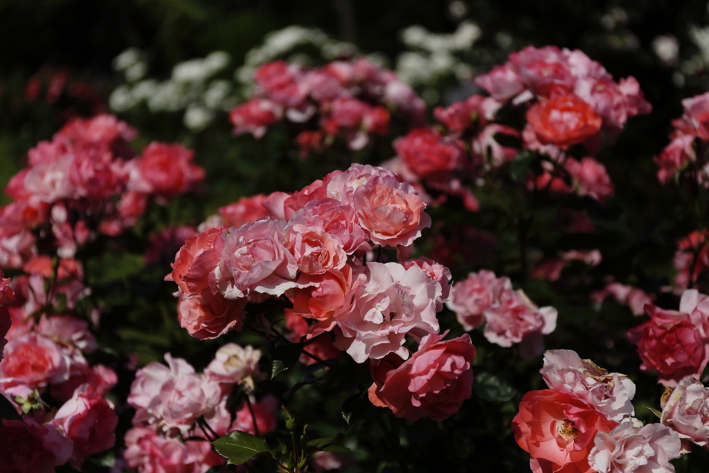 ジャルダン・ドゥ・フランス