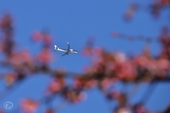 桜上空