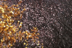 宝登山　３