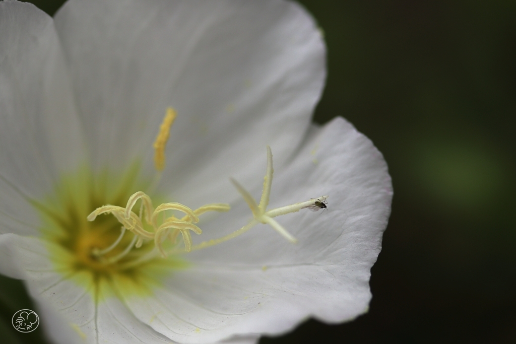 公園の花　１