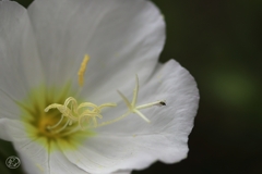 公園の花　１