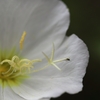 公園の花　１