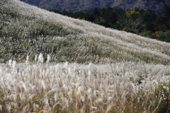 箱根仙石原　６