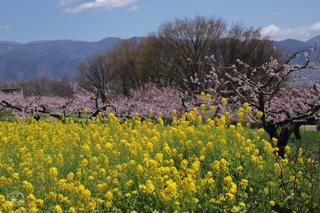 桃に菜の花