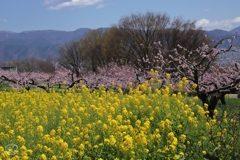 桃に菜の花