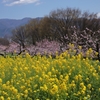 桃に菜の花