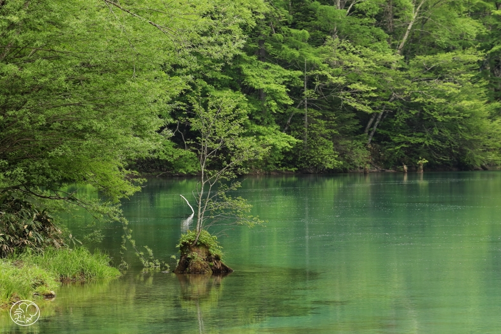 静かな水面