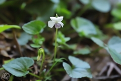 小さくても春の花　２４