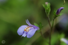 足元の花　２