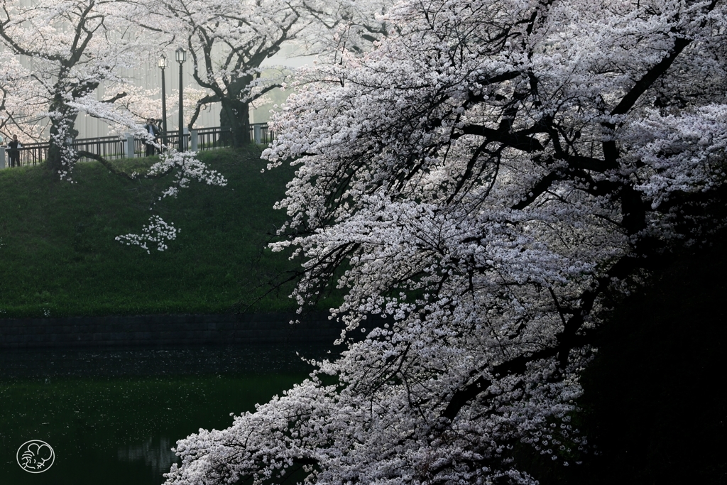 お堀の滝桜